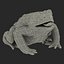 Frog Cane Toad