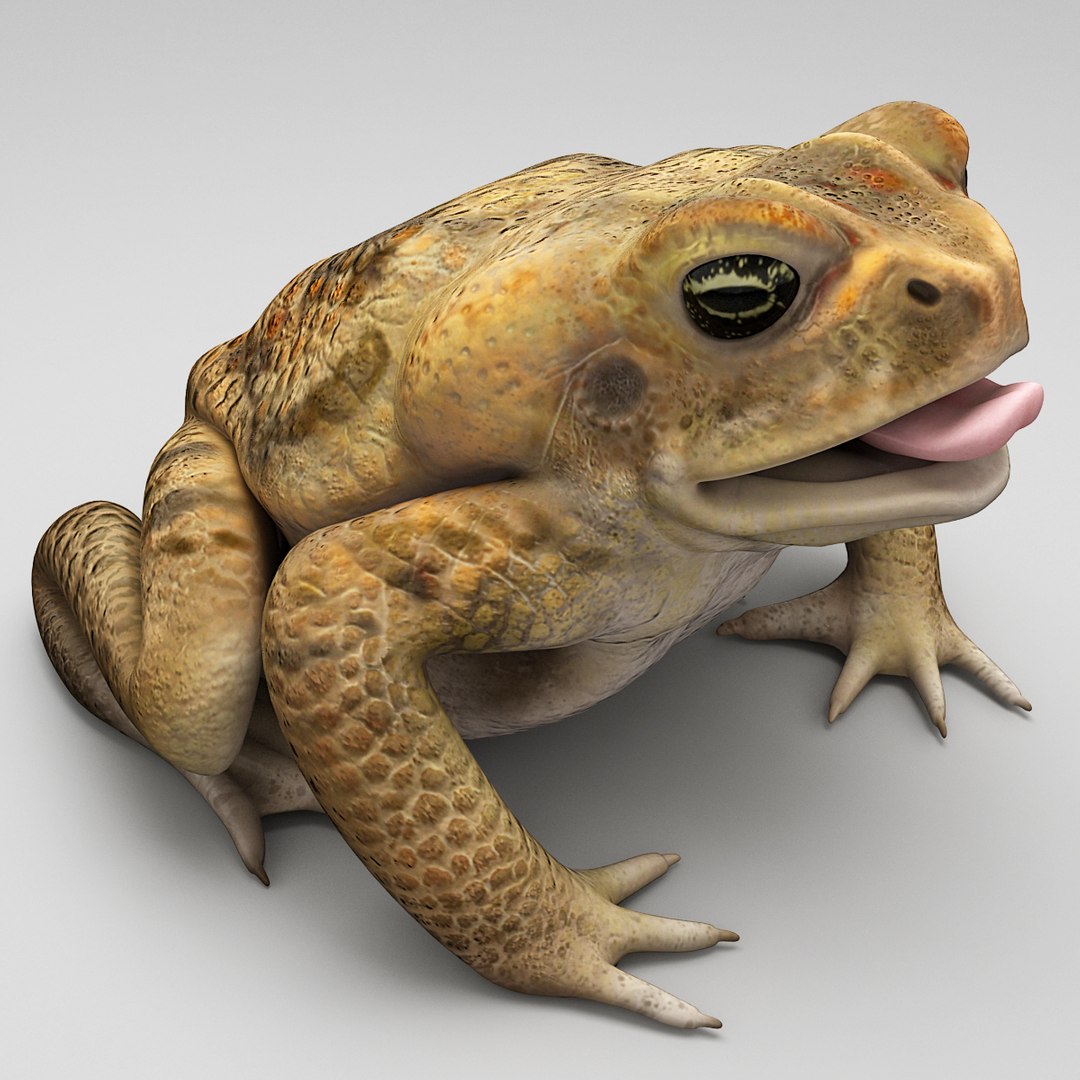 max frog cane toad https://p.turbosquid.com/ts-thumb/eC/07FPeY/bMfh0cQ3/frog_cane_toad_0002/jpg/1344438291/1920x1080/fit_q87/58285f8d3b10645b14a455495e2bd2e1e2e4a0ee/frog_cane_toad_0002.jpg