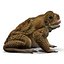 Frog Cane Toad