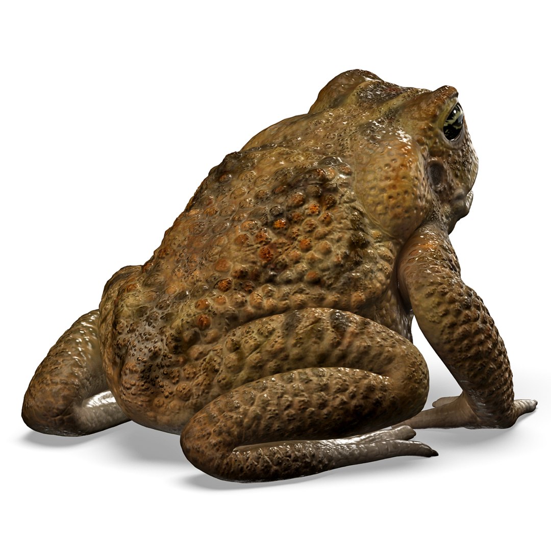 max frog cane toad https://p.turbosquid.com/ts-thumb/eC/07FPeY/hnEUZdyx/frog_cane_toad_005/jpg/1334154825/1920x1080/fit_q87/7d5bc6518774390a0ea41bf0127095a4f2bfa8f3/frog_cane_toad_005.jpg