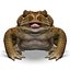 Frog Cane Toad