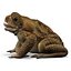 Frog Cane Toad