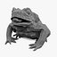 Frog Cane Toad