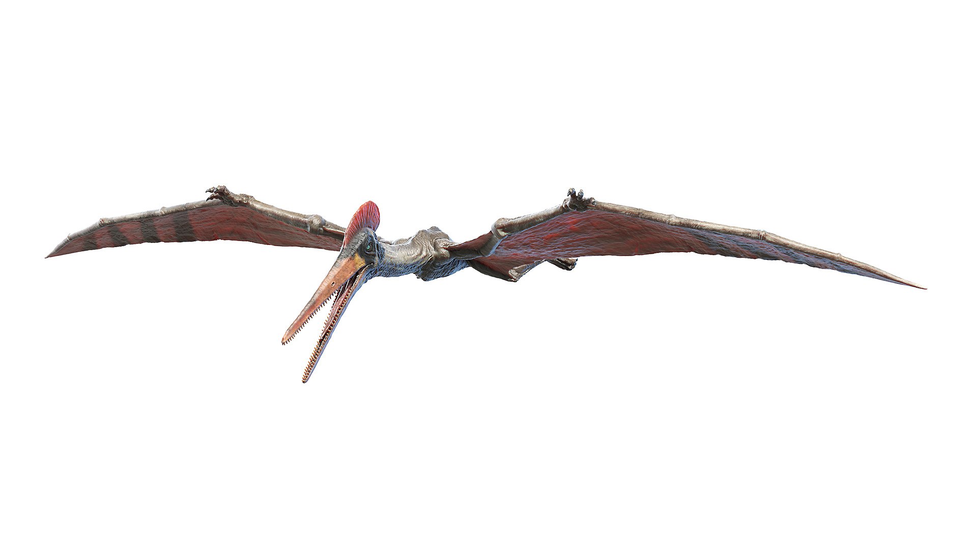 3D model pterodactyl pterodactylus https://p.turbosquid.com/ts-thumb/eC/360kIb/Hvhb7MMp/pterodactyl0005/jpg/1603798211/1920x1080/fit_q87/a1894349731b64264c1b32f074b9d7d3e4cda736/pterodactyl0005.jpg