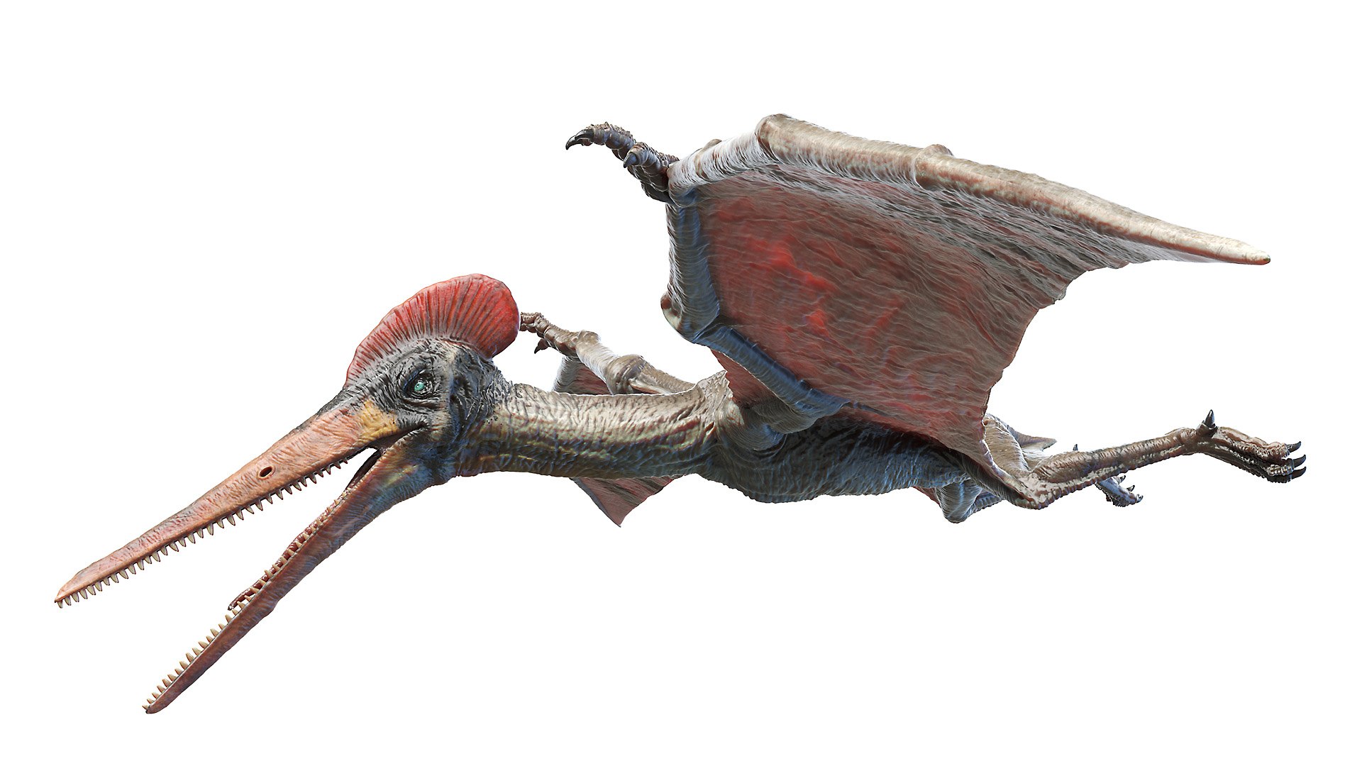 3D model pterodactyl pterodactylus https://p.turbosquid.com/ts-thumb/eC/360kIb/Y3xXdRAj/pterodactyl0001/jpg/1603798211/1920x1080/fit_q87/6ac174159d8785c71c062d37c989372de6ea949b/pterodactyl0001.jpg