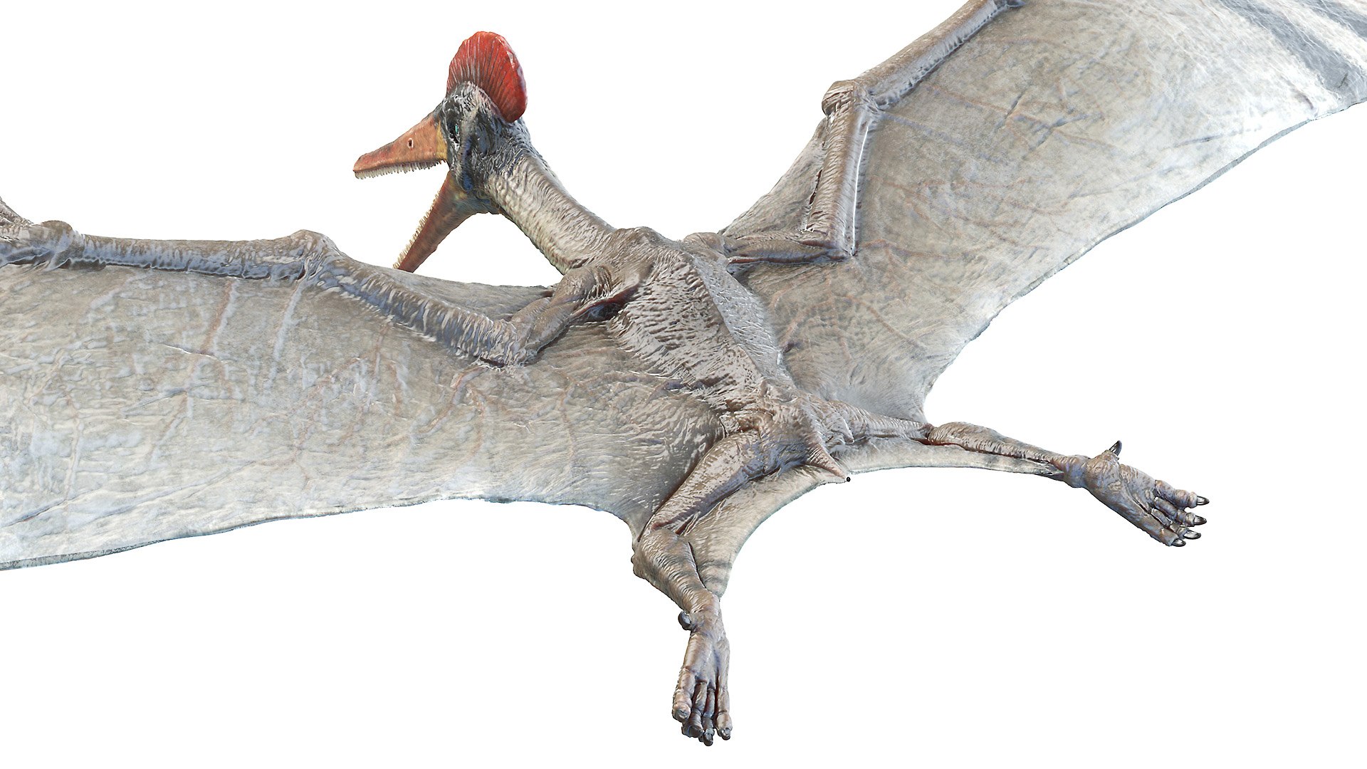 3D model pterodactyl pterodactylus https://p.turbosquid.com/ts-thumb/eC/360kIb/Z5v6pXgp/pterodactyl0003/jpg/1603798211/1920x1080/fit_q87/6cc7435c6013f527d92adb4f92a2245336ccc28c/pterodactyl0003.jpg