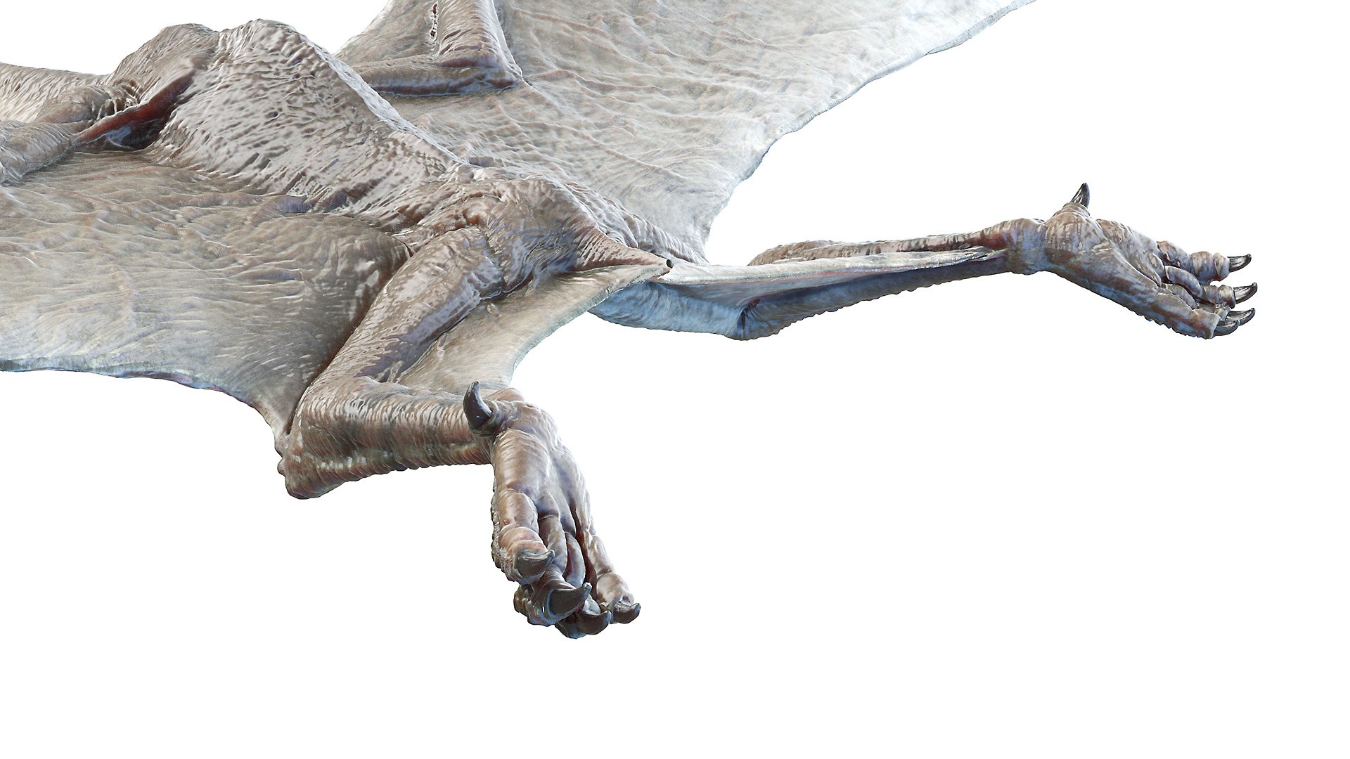 3D model pterodactyl pterodactylus https://p.turbosquid.com/ts-thumb/eC/360kIb/fFzNo1ey/pterodactyl0007/jpg/1603798211/1920x1080/fit_q87/916771b8c4dc68862313713a91144cd1d63c29fc/pterodactyl0007.jpg