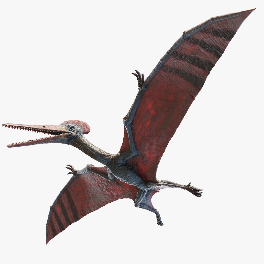 3D model pterodactyl pterodactylus https://p.turbosquid.com/ts-thumb/eC/360kIb/qBEFtvZj/pterodactyl_sig/jpg/1603798227/1920x1080/fit_q87/1a6d0bfb70ea7a5df57e506d1a2030aea1490446/pterodactyl_sig.jpg