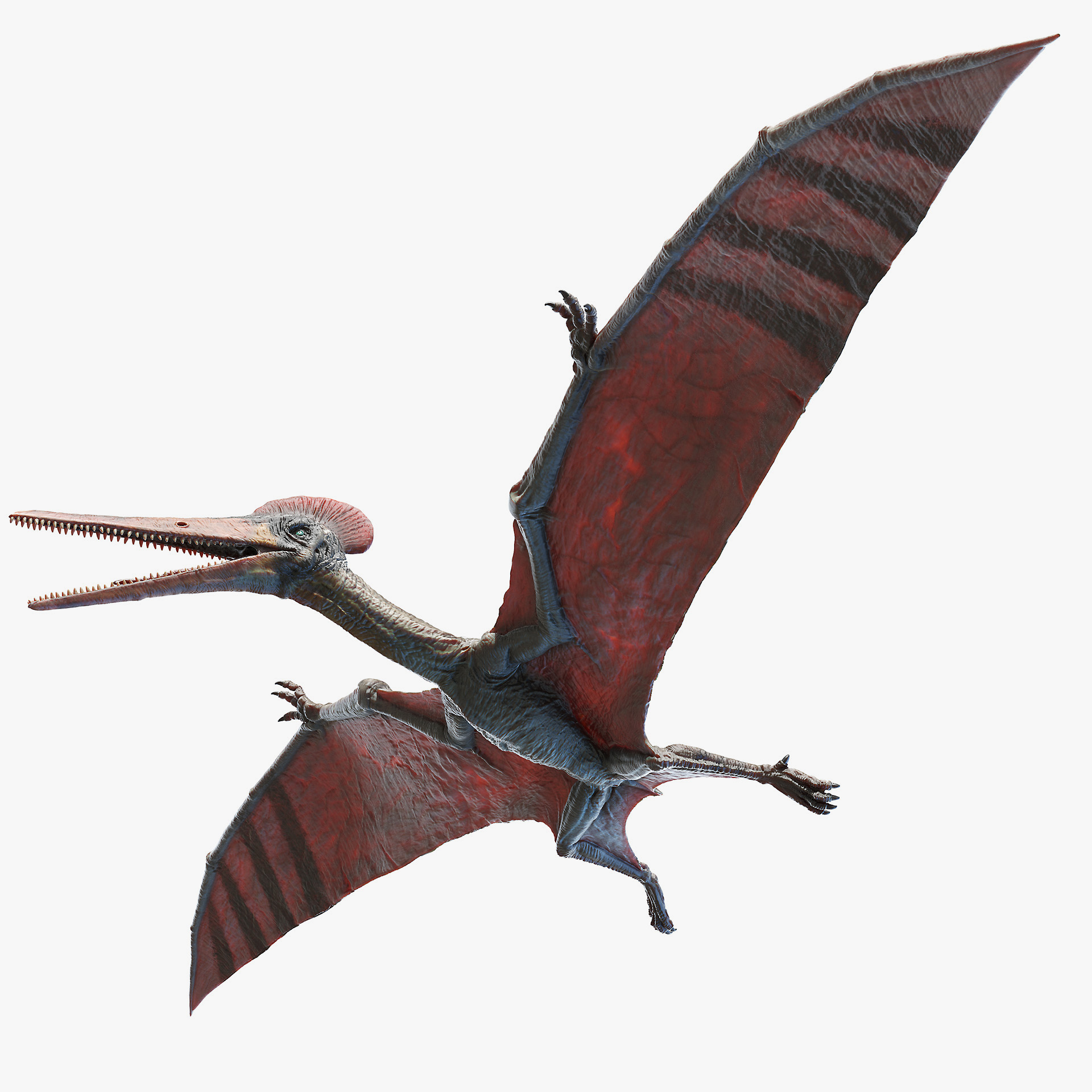 3D model pterodactyl pterodactylus - TurboSquid 1640470