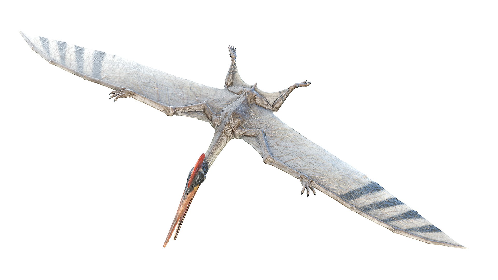 3D model pterodactyl pterodactylus https://p.turbosquid.com/ts-thumb/eC/360kIb/wgWKrJHr/pterodactyl0004/jpg/1603798211/1920x1080/fit_q87/96c135ff2c1f75250b7cb803cfc7c7bea9d4b355/pterodactyl0004.jpg