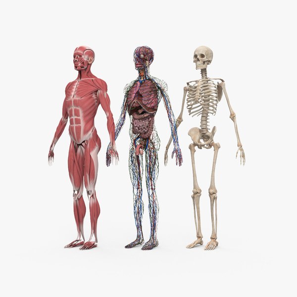 Complete Human Anatomy 3D Models for Download | TurboSquid