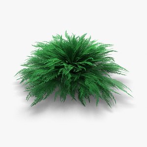 3d juniper juniperus