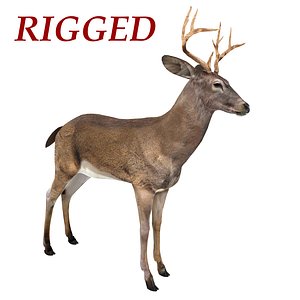 Deer
