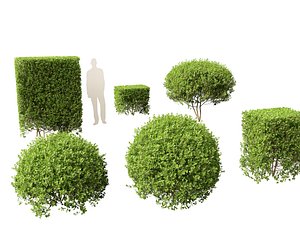 Ligustrum ovalifolium - California privet