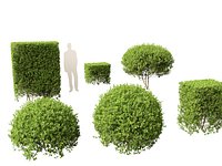 Ligustrum ovalifolium - California privet