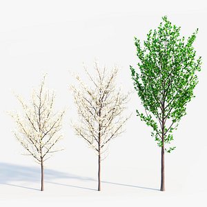 Prunus spinosa a 3D