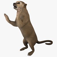 Kinkajou Pose 3