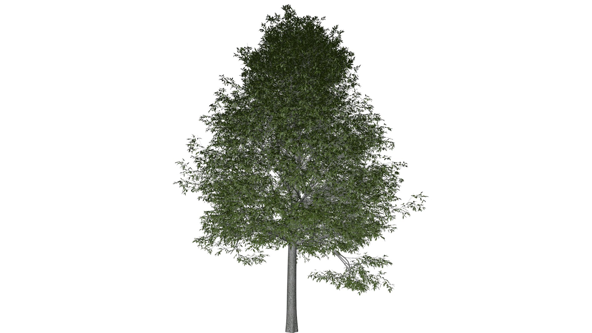 3D Shingle Oak Tree Collection https://p.turbosquid.com/ts-thumb/eC/d9381q/Le/shingleoak_07_030/png/1792120763/1920x1080/fit_q87/5d1c50e3162716a513cefb74dfdcfb3793807daf/shingleoak_07_030.jpg