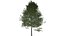 Collezione di scandole di quercia