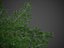 XfrogPlants Douglas Fir - Pseudotsuga Menziesii