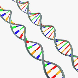 DNA Double Helix