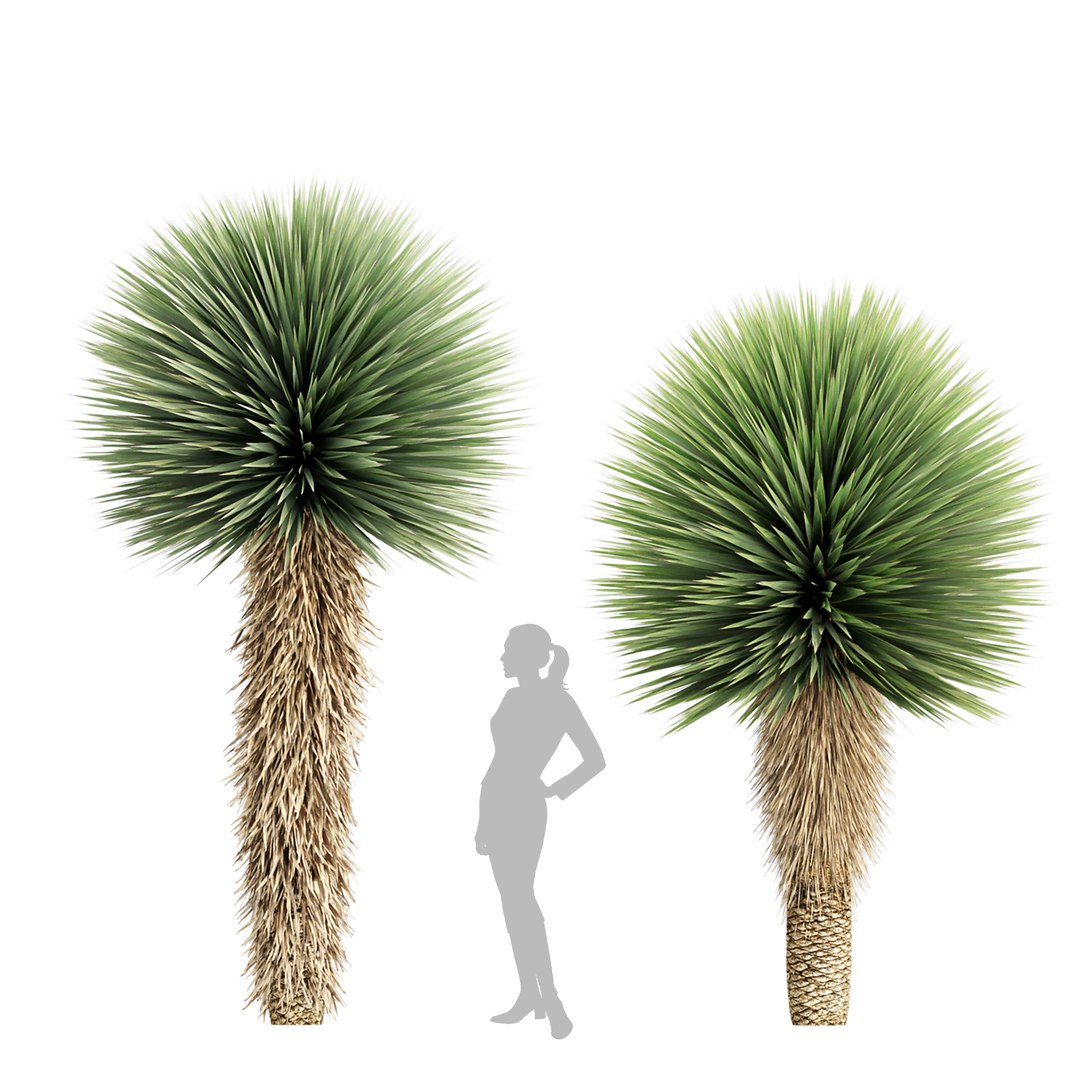 3D Yucca Rostrata Plants 431 3D Model model https://p.turbosquid.com/ts-thumb/eC/zaN1wJ/2q/3/jpg/1780916944/1920x1080/fit_q87/afb0102fc9a6a00cfeb9e097729e99bb227173c6/3.jpg