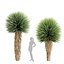 Yucca Rostrata Plants 431 3D Model