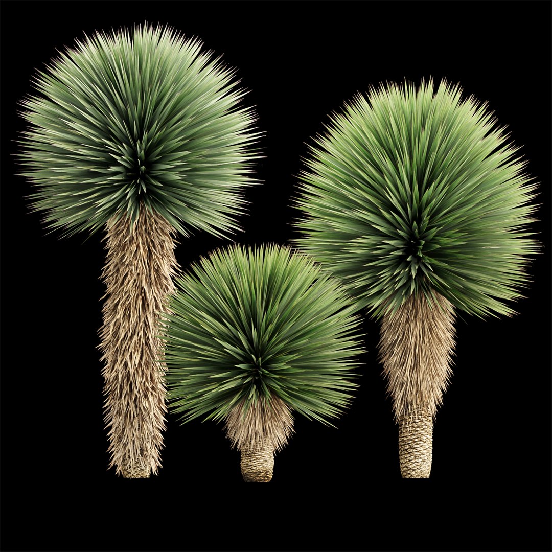 3D Yucca Rostrata Plants 431 3D Model model https://p.turbosquid.com/ts-thumb/eC/zaN1wJ/Bx/5/jpg/1780916945/1920x1080/fit_q87/34d71a2f314b51e256653e7883b726bab6d16679/5.jpg