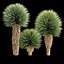 Yucca Rostrata Plants 431 3D Model