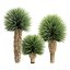 Yucca Rostrata Plants 431 3D Model