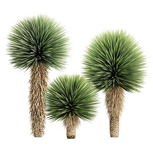 Yucca Rostrata Plants 431 3D Model