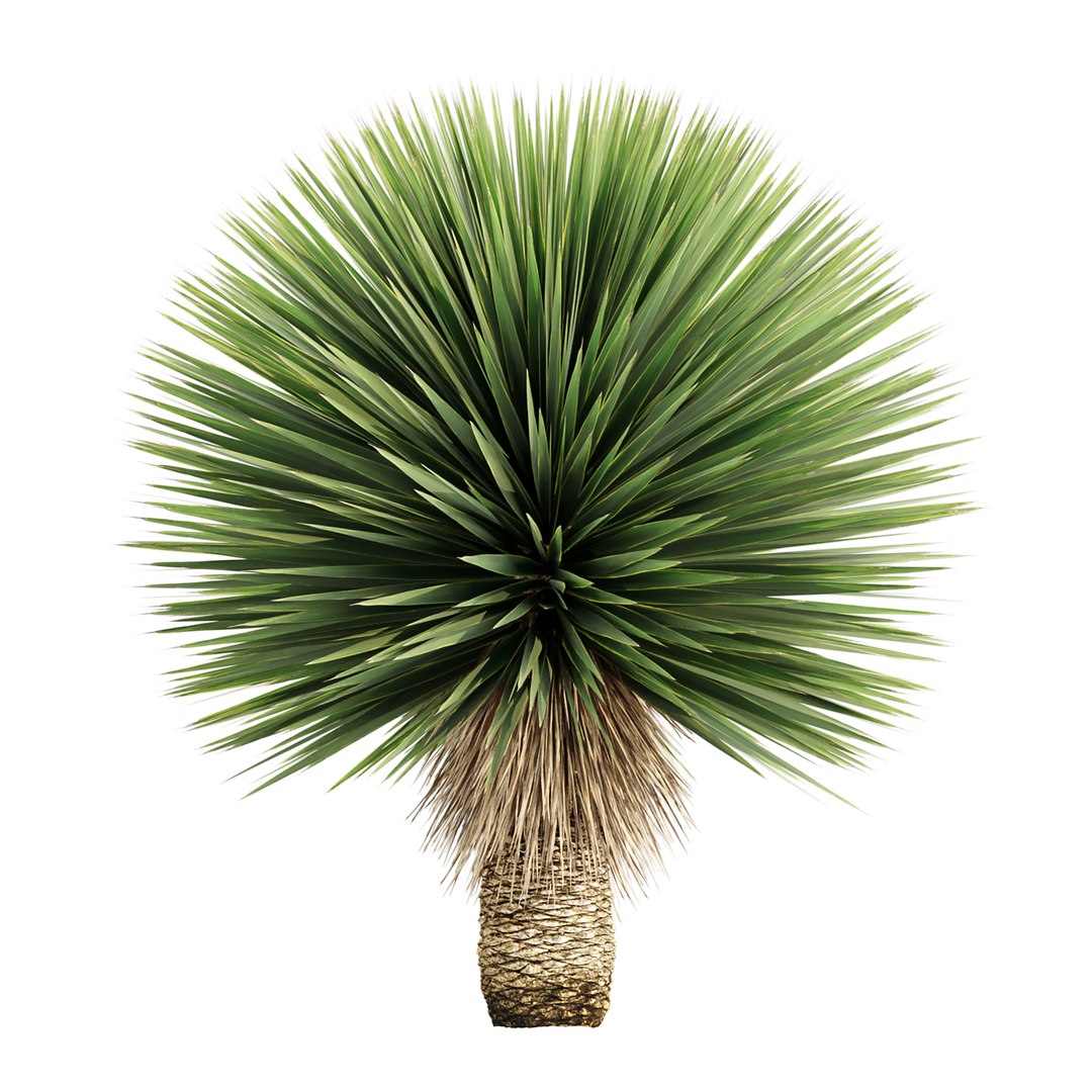 3D Yucca Rostrata Plants 431 3D Model model https://p.turbosquid.com/ts-thumb/eC/zaN1wJ/NV/2/jpg/1780916943/1920x1080/fit_q87/9905686df046e57155edeb99f6bc7c4afa69ffb0/2.jpg