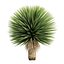 Yucca Rostrata Plants 431 3D Model