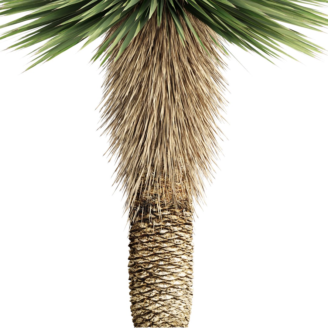 3D Yucca Rostrata Plants 431 3D Model model https://p.turbosquid.com/ts-thumb/eC/zaN1wJ/e5/4/jpg/1780916944/1920x1080/fit_q87/af149de57c2c3b1f19044a2c17d27a9fff1b4096/4.jpg