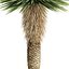 Yucca Rostrata Plants 431 3D Model