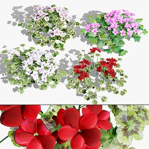 3D Realistic Pelargonium Plants 3D Model model