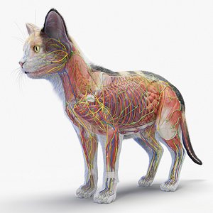 Full Cat Female Anatomy Static - Hair and Fur 3D model
