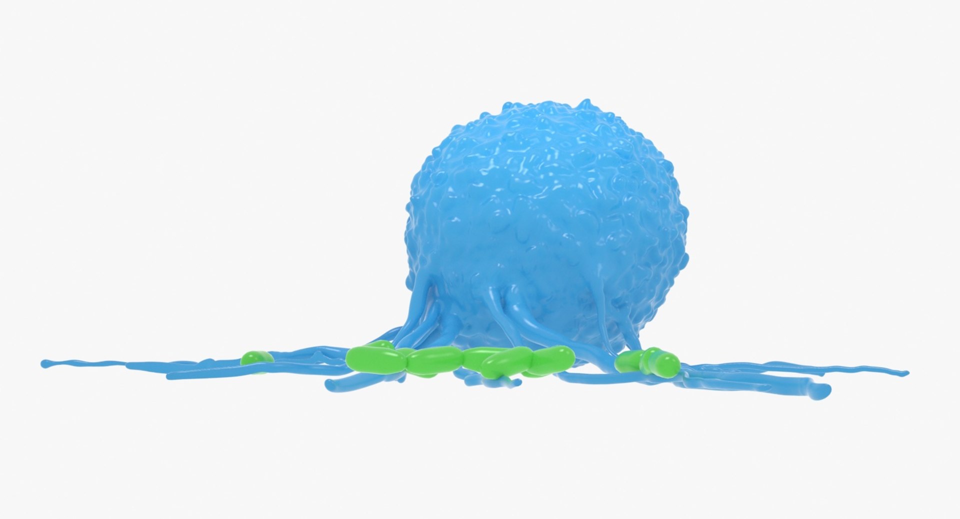Leukocyte Attack 3D Model - TurboSquid 1365503