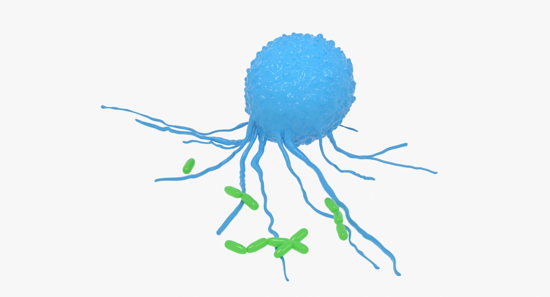 Leukocyte Attack 3D Model - TurboSquid 1365503