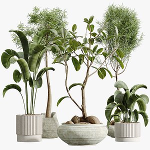 3D AV Indoor Plants Set 320 Banana Strelitzia Nicolai and Ficus Dracaena Marginata model