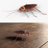 Cockroach Insect For Blender