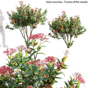 Ixora coccinea