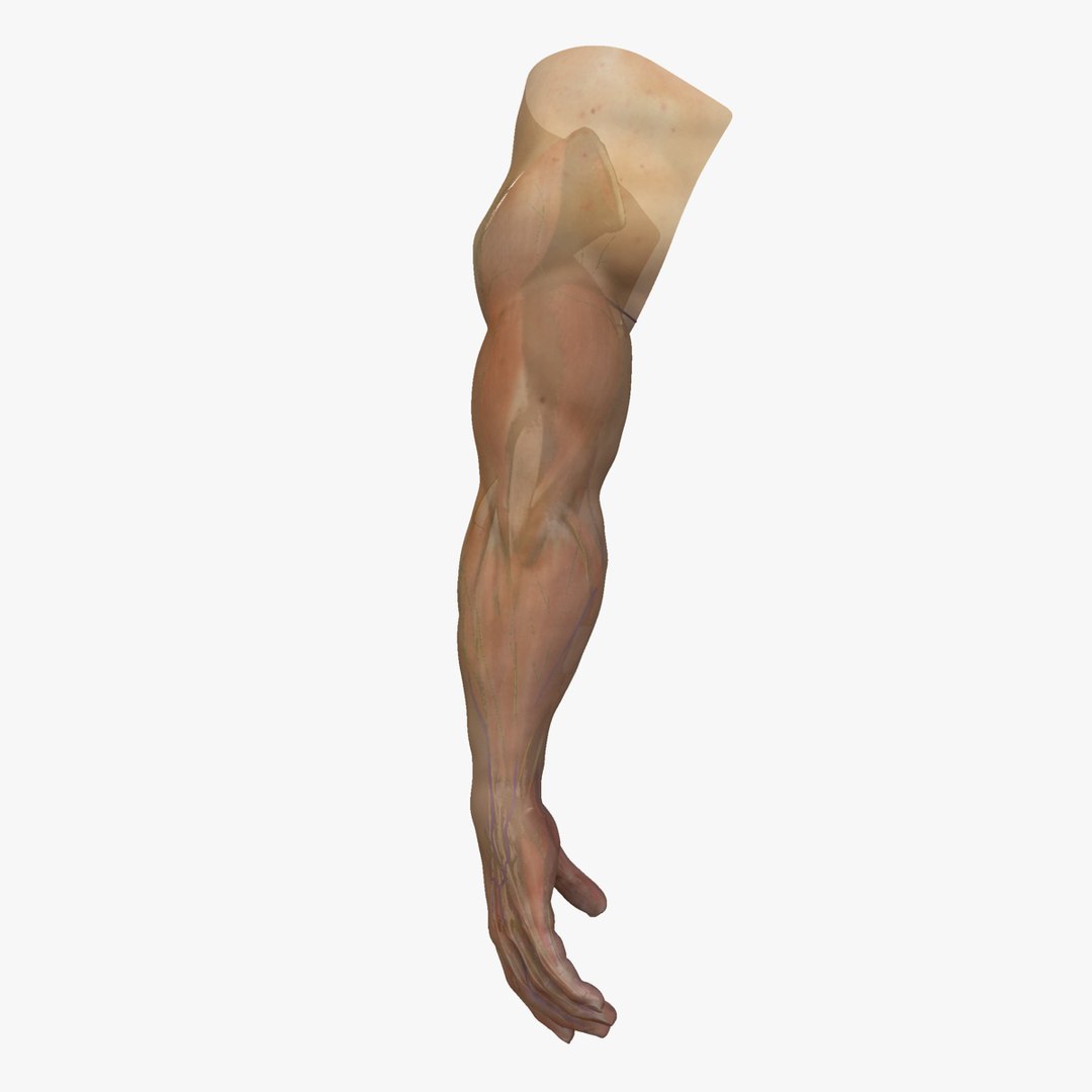 3d Complete Male Arm Anatomy