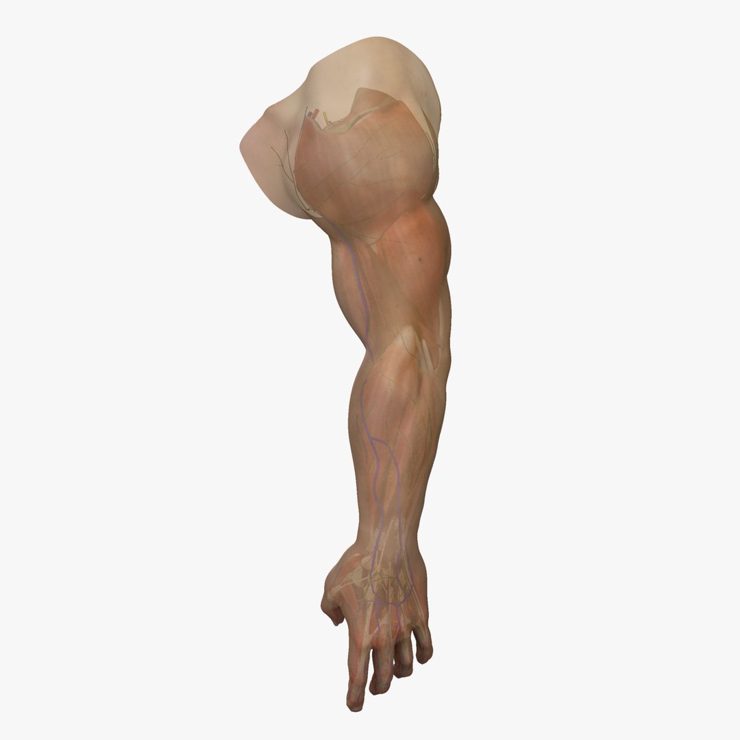 3d Complete Male Arm Anatomy