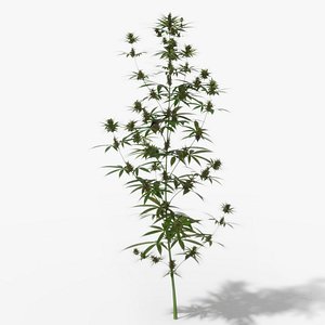 cannabis growing 3D model