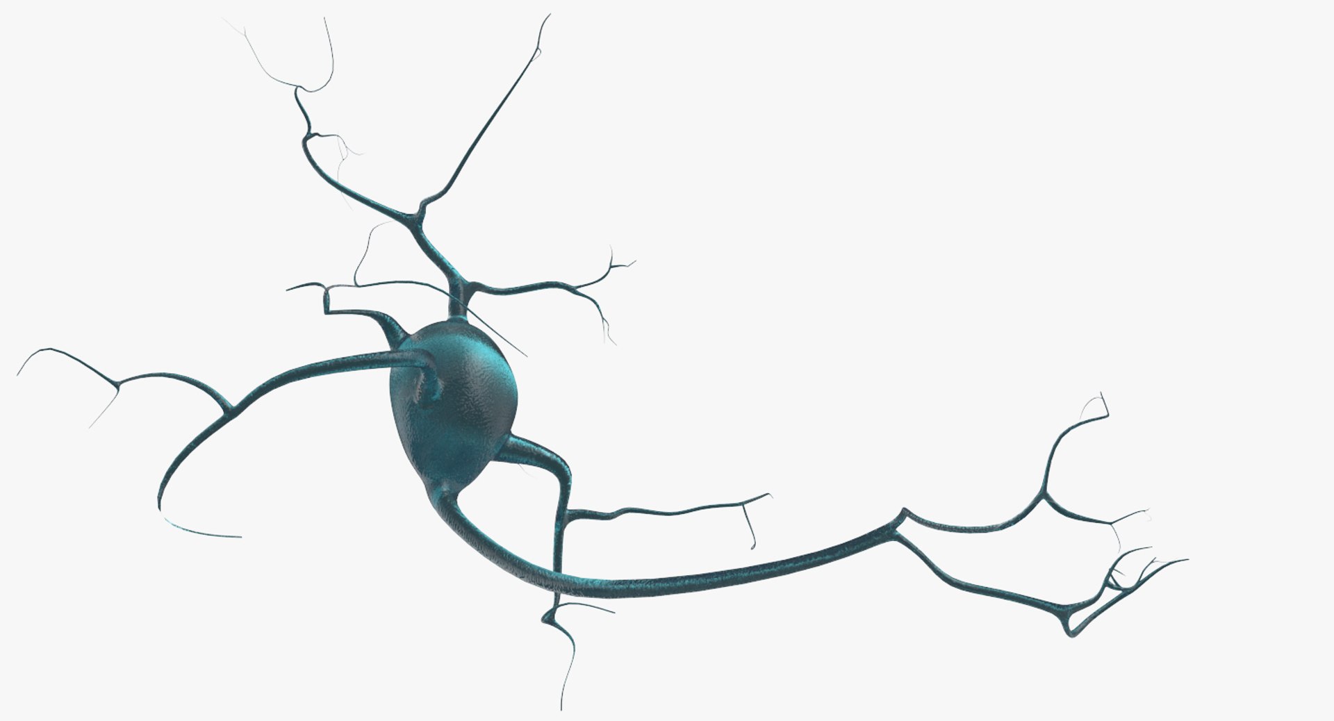 neurons 3D model https://p.turbosquid.com/ts-thumb/eD/q6VG81/1P0uNlg7/6/jpg/1514661444/1920x1080/fit_q87/114f7e1e7b1e73c40c2096e8ad214ceb2170fed6/6.jpg
