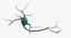Neurons