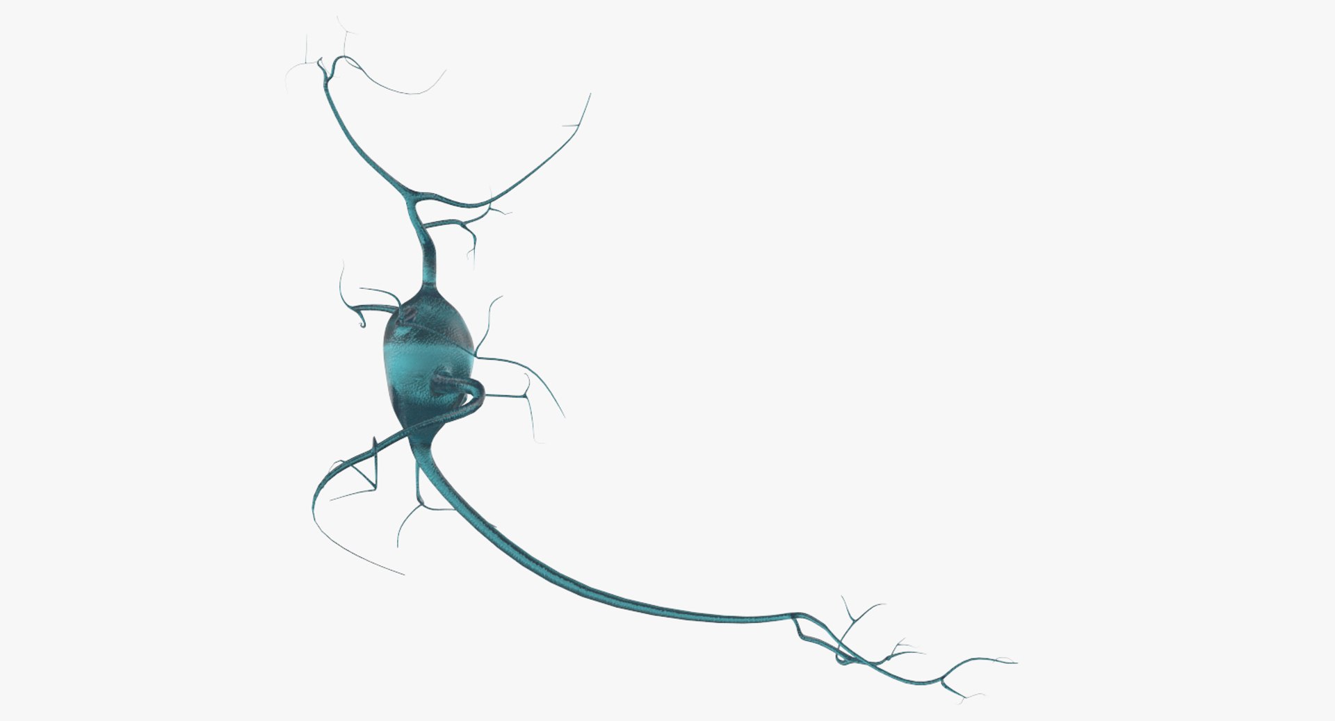 neurons 3D model https://p.turbosquid.com/ts-thumb/eD/q6VG81/6uMRZQp6/8/jpg/1514661444/1920x1080/fit_q87/5f55395e21716c3c51e5d225106845d1899c5248/8.jpg