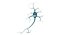 Neurons