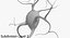 Neurons